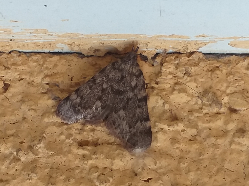 Aglossa pinguinalis - zsiradékmoly