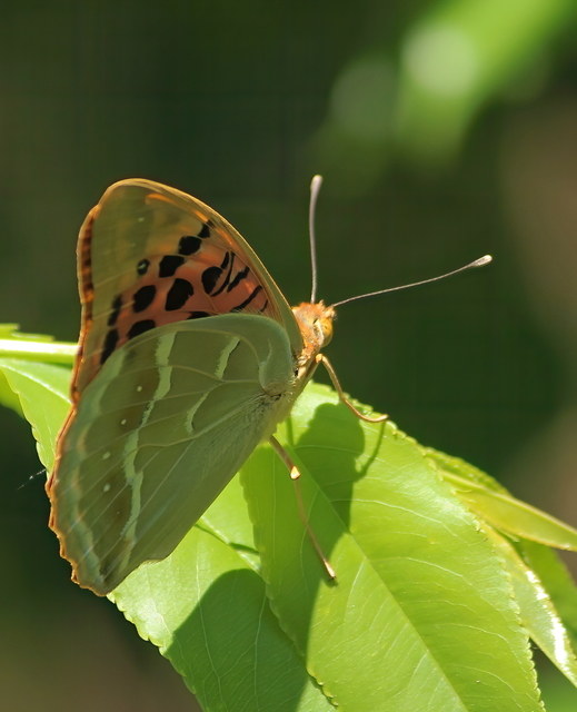 Argynnis pandora - zöldes gyöngyházlepke