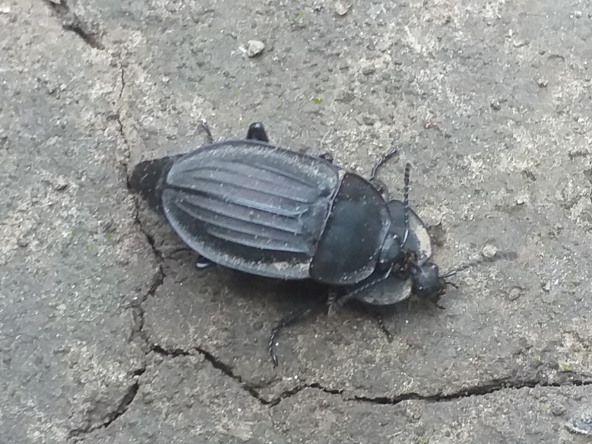 Silpha carinata - karimás dögbogár