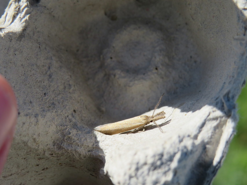 Pleurota