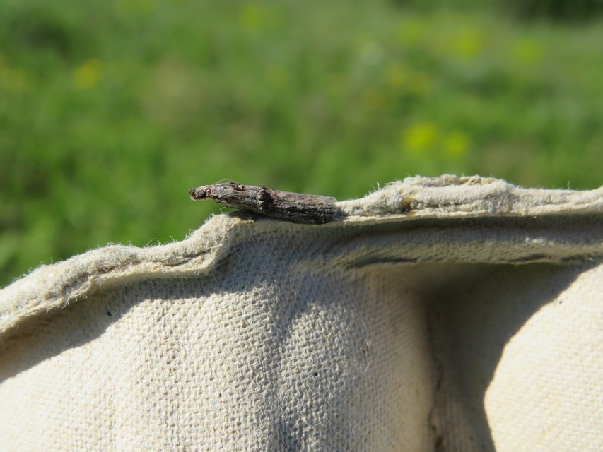 Nephopterix angustella - kecskerágó-karcsúmoly