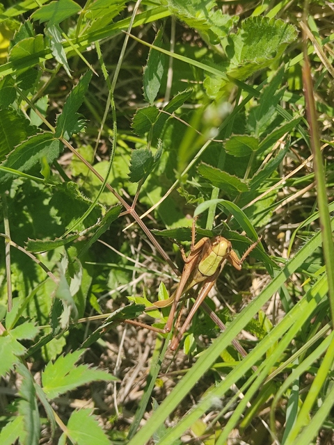 Decticus verrucivorus - szemölcsevő szöcske