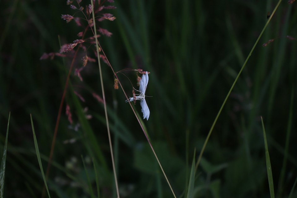 Pterophorus pentadactyla - fehér tollasmoly