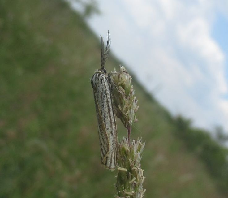 Spiris striata - csíkos molyszövő