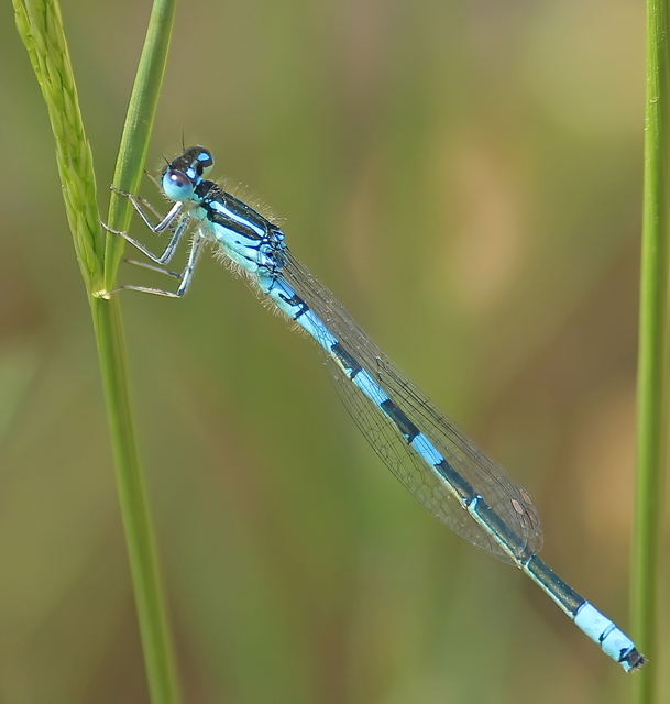 Coenagrion scitulum - mediterrán légivadász