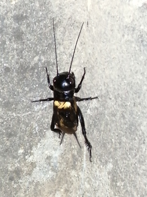 Gryllus campestris - mezei tücsök