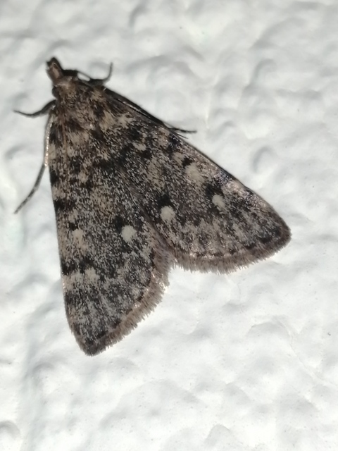 Aglossa pinguinalis - zsiradékmoly