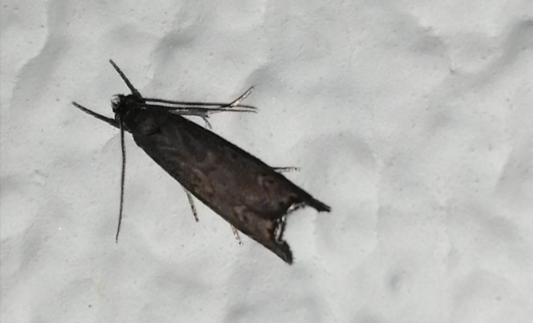 Platytes cerussella - törpe fűgyökérmoly