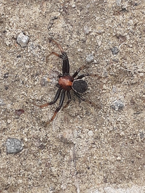 Xysticus Xysticus