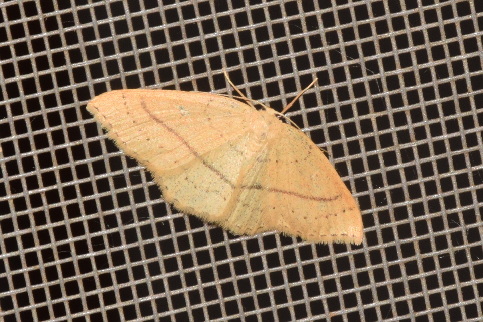 Cyclophora linearia - vonalas pettyesaraszoló