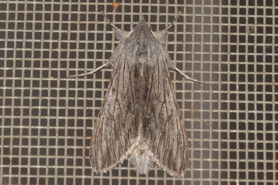 Cucullia lactucae - saláta-csuklyásbagoly