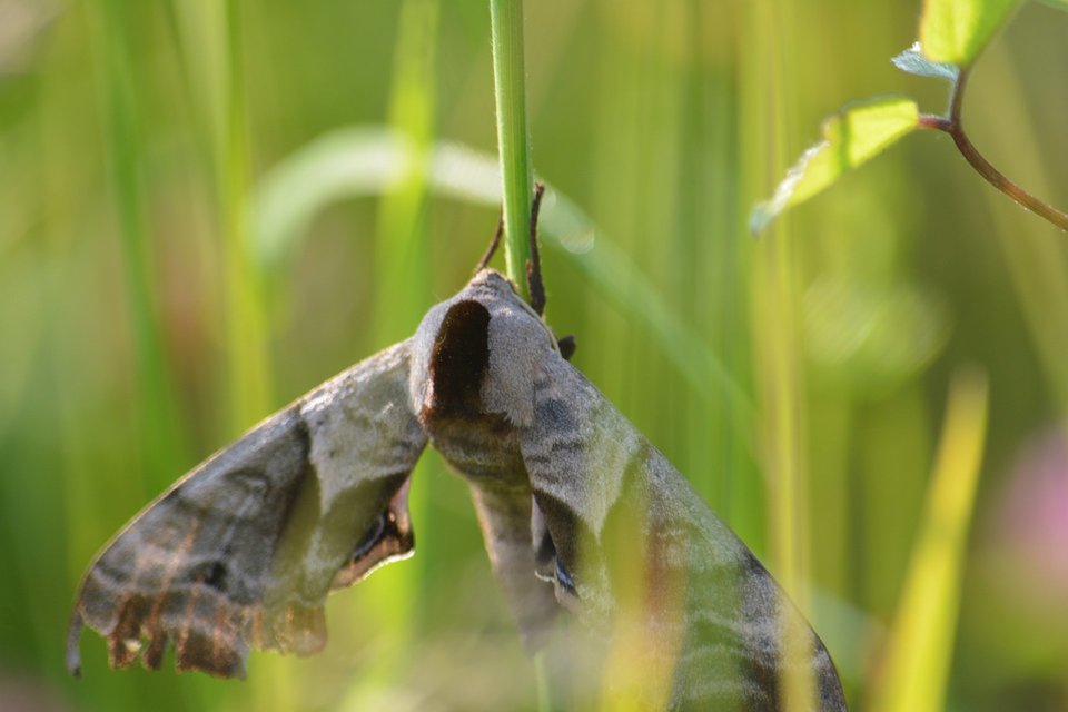 Smerinthus ocellatus - esti pávaszem