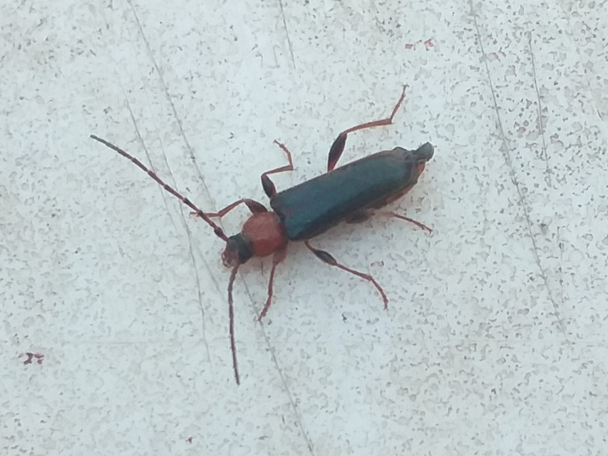 Phymatodes testaceus - változékony korongcincér