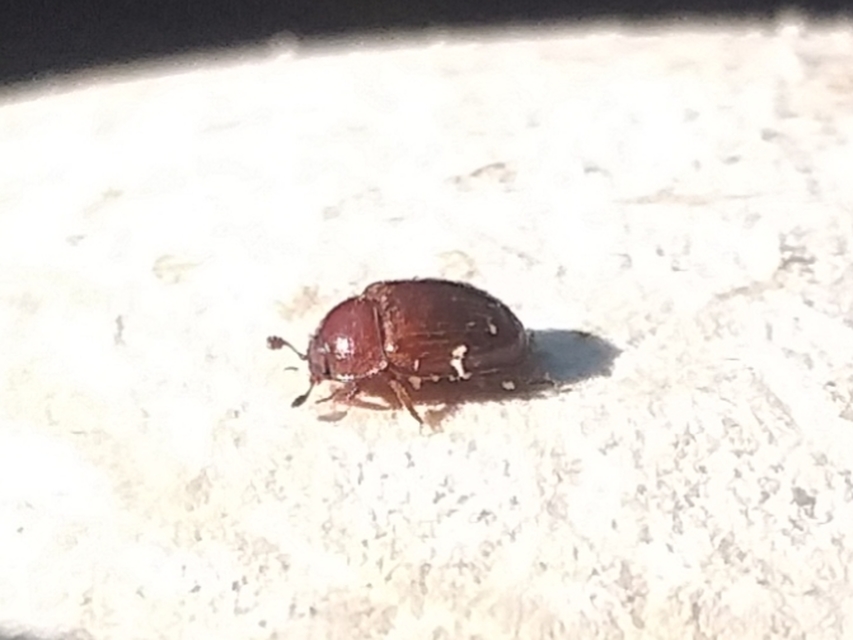 Pocadius Pocadius