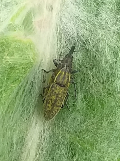 Lixus cardui/filiformis