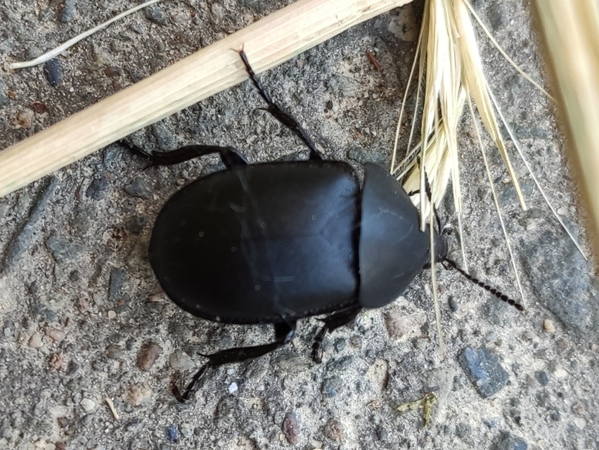 Ablattaria laevigata - sima csigarabló