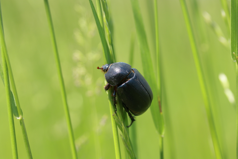 Pentodon idiota - butabogár