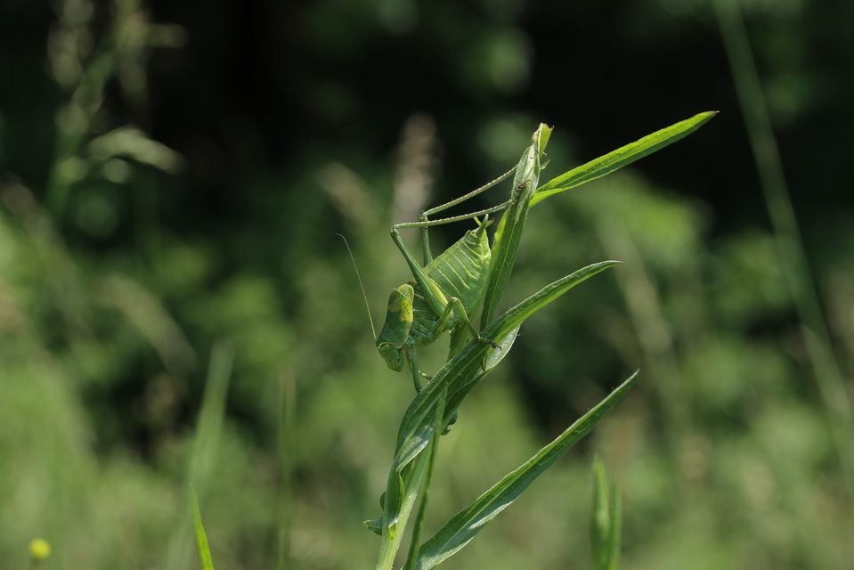 Polysarcus denticauda - fogasfarkú szöcske