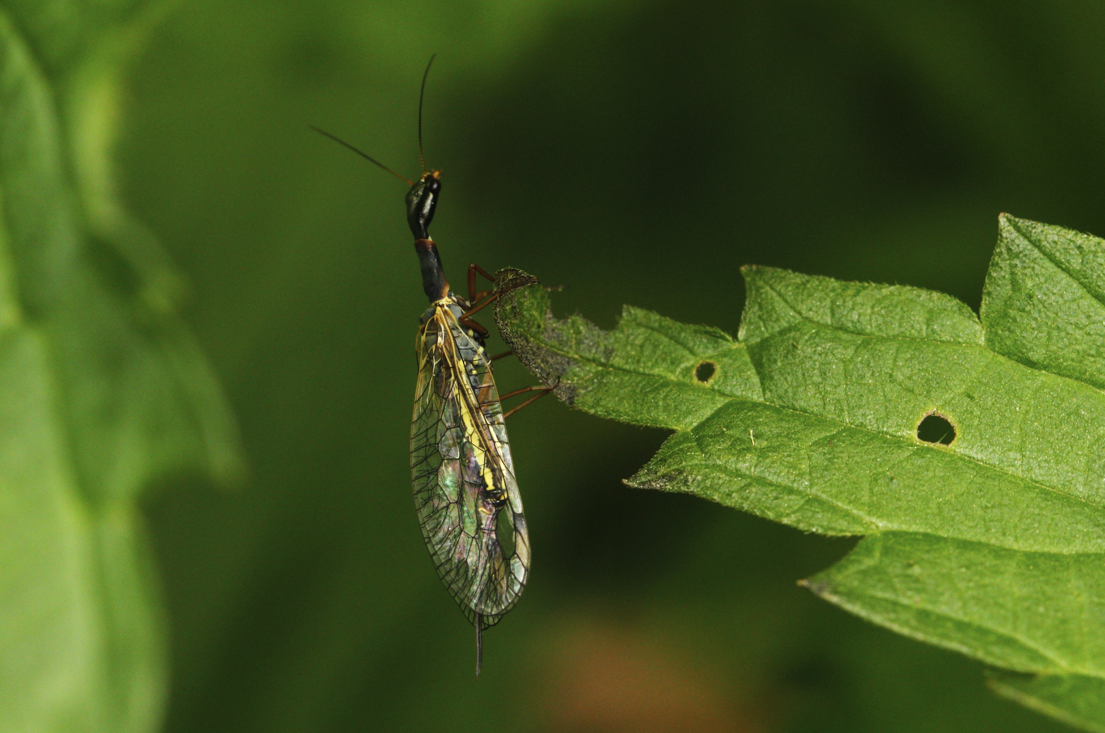Dichrostigma flavipes
