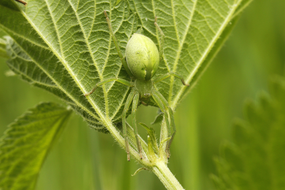 Micrommata virescens - hunyópók