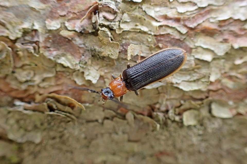 Denticollis linearis - dülledtszemű pattanó