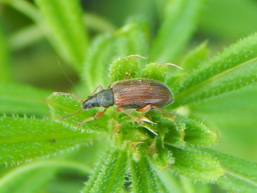 Phyllobius oblongus - közönséges levélormányos