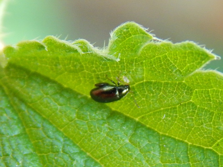 Alticinae