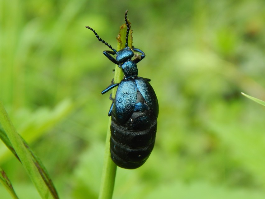 Meloe violaceus - kék nünüke