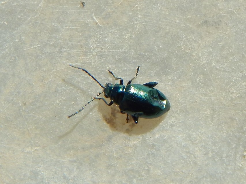 Altica