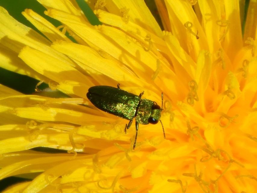 Anthaxia nitidula - ragyogó virágdíszbogár