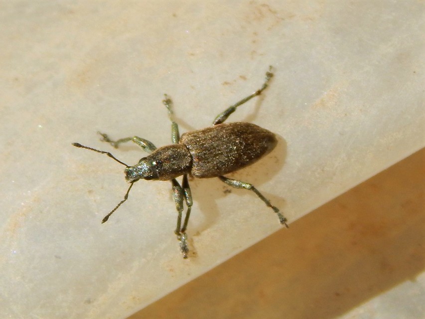 Tanymecus palliatus - közönséges hegyesfarúbarkó