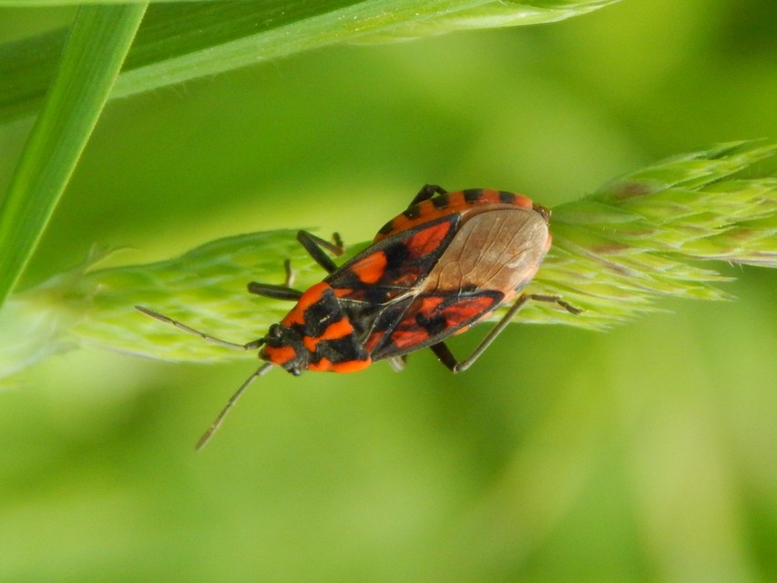 Spilostethus saxatilis - virágbodobács
