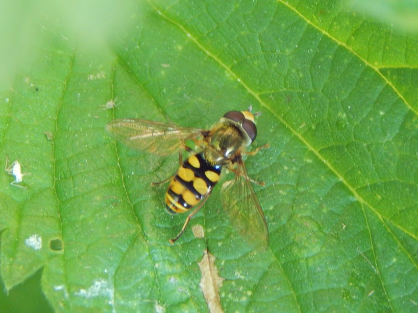 Eupeodes
