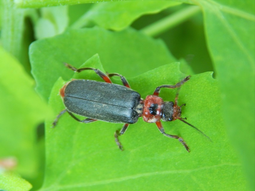 Cantharis rustica - suszterbogár