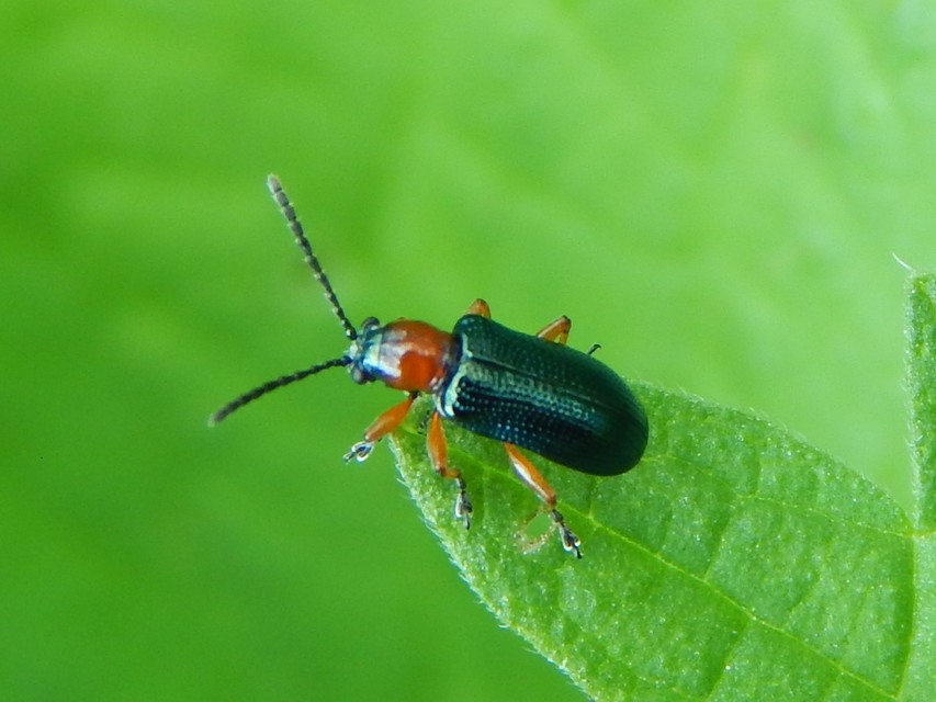 Oulema melanopus/duftschmidi