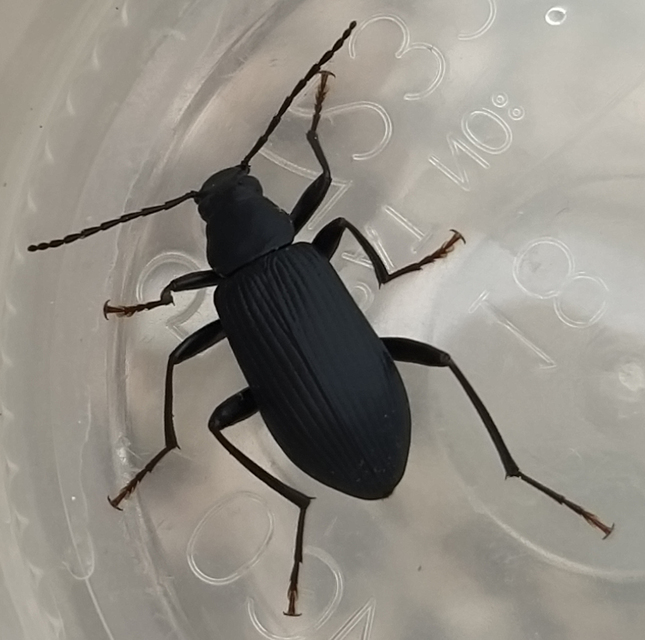 Allecula aterrima Allecula aterrima
