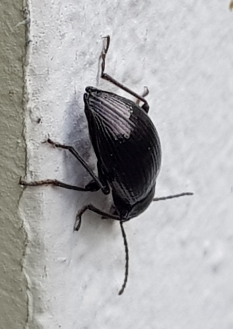 Stenomax aeneus - bronzos gyászbogár