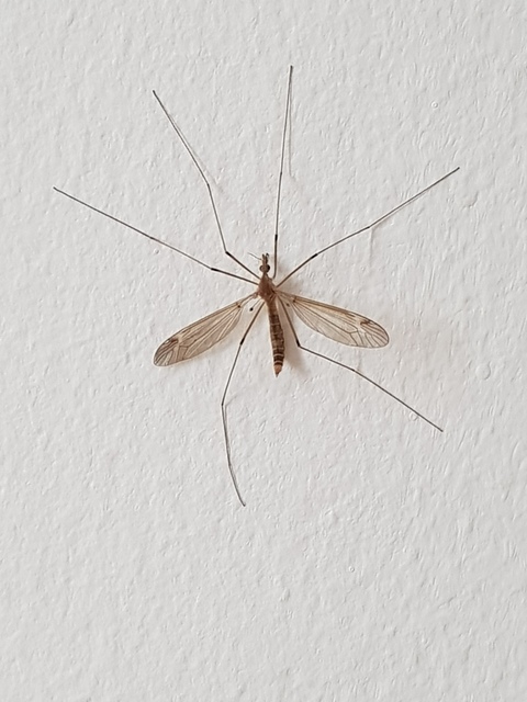 Tipula