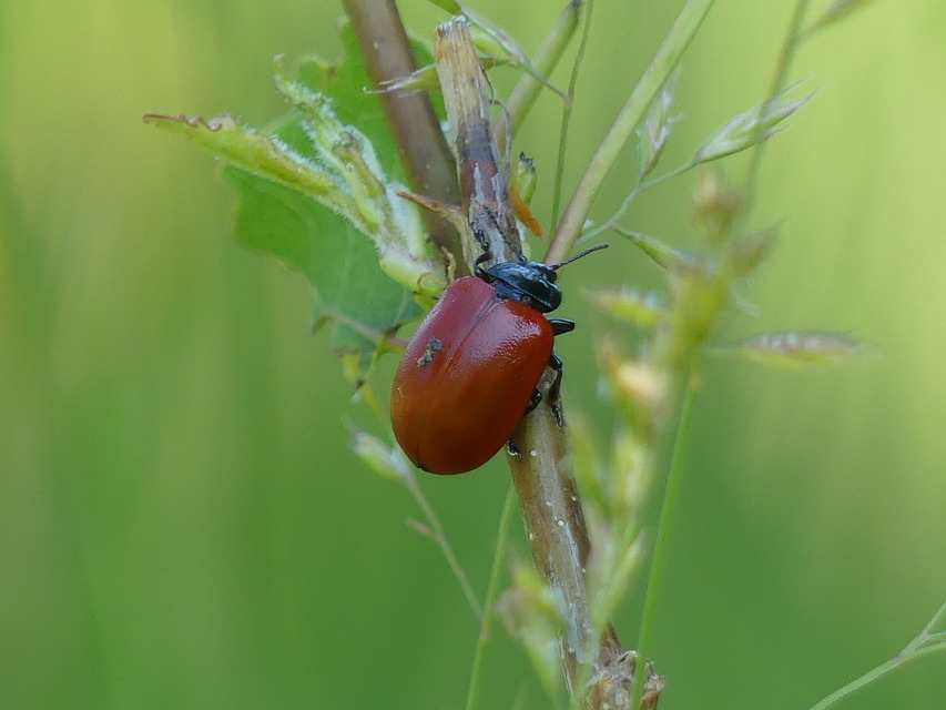 Chrysomela populi - nagy nyárlevelész Chrysomela populi - nagy nyárlevelész