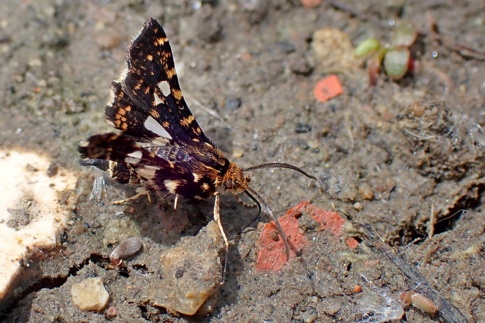 Thyris fenestrella - gyakori ablakosmoly