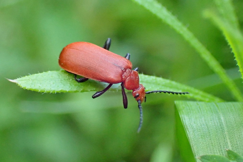 Pyrochroa serraticornis - közép-bíborbogár