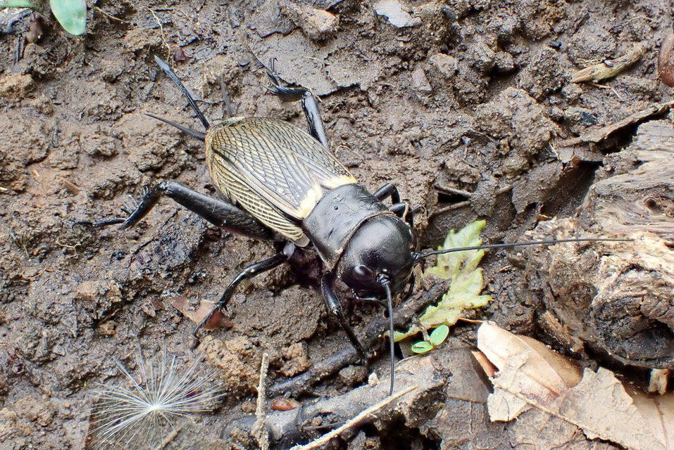 Gryllus campestris - mezei tücsök