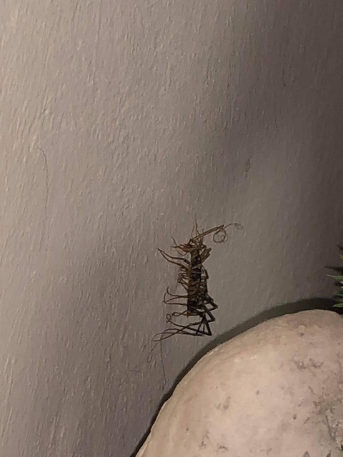 Scutigera coleoptrata - légyölő pókszázlábú