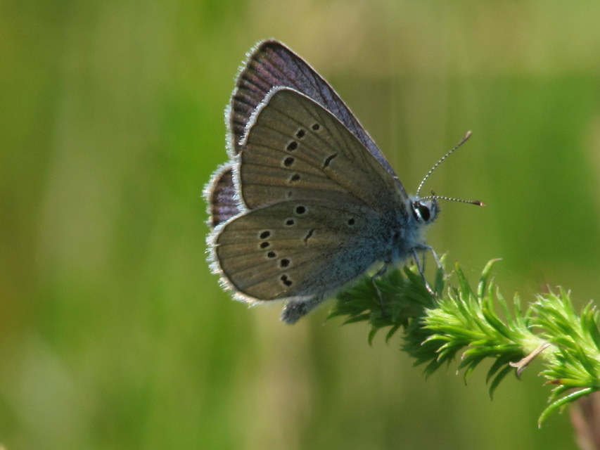 Cyaniris semiargus - aprószemes boglárka