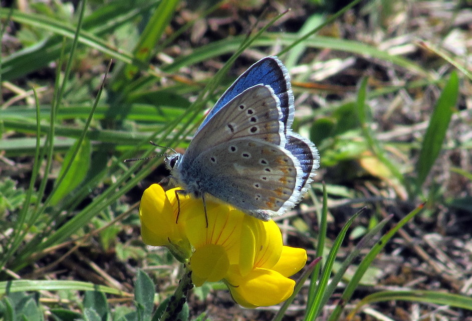 Polyommatus dorylas - fénylő boglárka