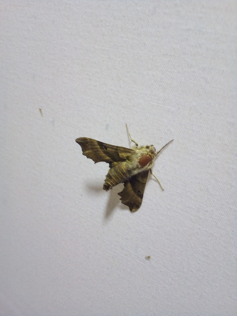 Proserpinus proserpina - törpeszender