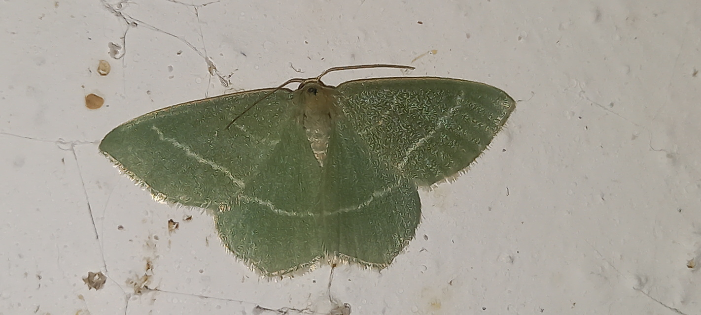 Chlorissa viridata/cloraria