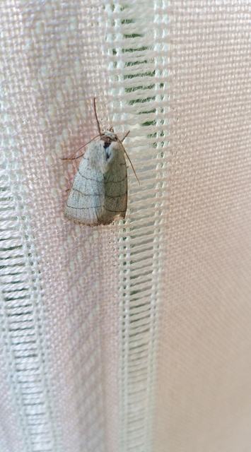 Charanyca trigrammica - háromsávos lombbagoly