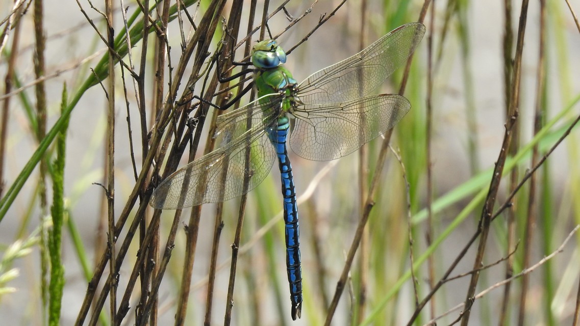 Anax imperator - zöld óriásacsa