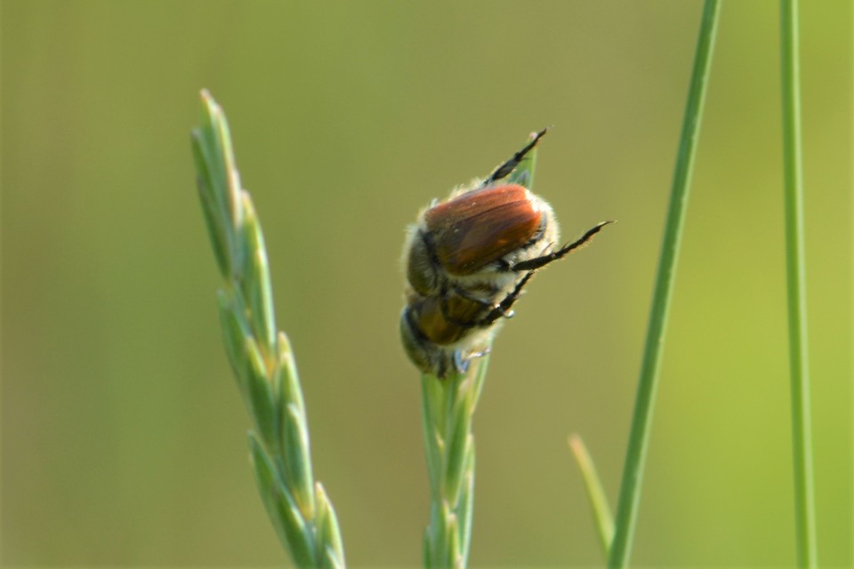 Chaetopteroplia segetum - rozsszipoly